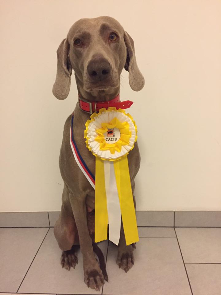 2018 12 02 tara grandasampion2